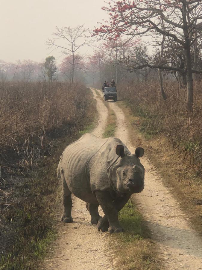 Tara Guesthouse - Sauraha,Chitwan Dış mekan fotoğraf