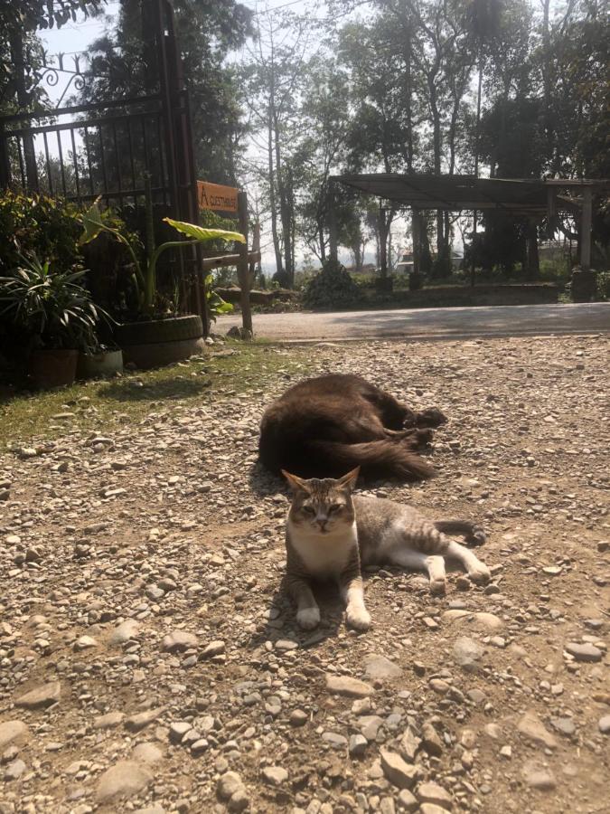 Tara Guesthouse - Sauraha,Chitwan Dış mekan fotoğraf